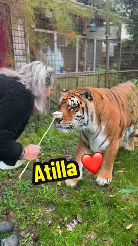Atilla, un tigre respectueux 🥰 #lion #tigers #normandie #catlover 