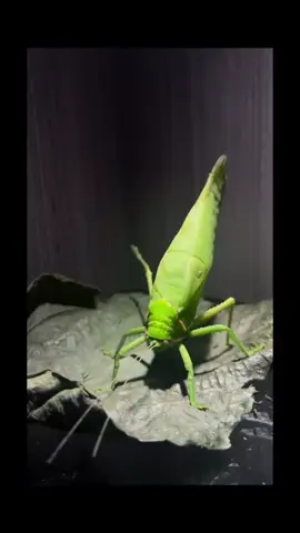 it is 11:30 AM: the beginning of lunch hour here at the myths and stories office. while coworkers clamor into the food court for their first pick of today's special, green buge stands alone by the salad bar, staking a claim on xer favorite salad leaf. whether it be an evolutionary tick, or just a minor grievance, green buge will maintain xer defensive position atop this salad leaf until xer coworkers have all returned to their seats... only then, once xer victory is all but certain, will xe begin to snack.