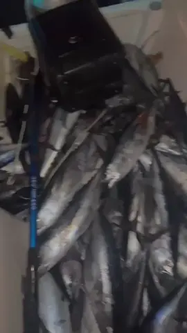 ماشاءالله. #رؤوس_الجبال #كمزار #مسندم #كنعد #هيال 