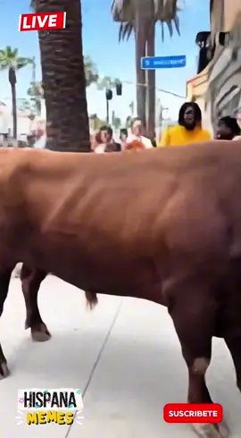 Increíble policía de la ciudad es atacada por un toro!! #trending #video #music #policia 