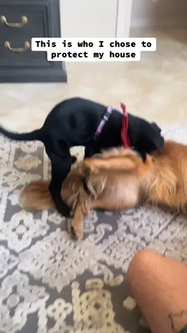 She’s a girl #dog #viral 