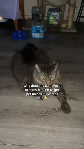 the way he dodged my hand w attitude too #cat #catsoftiktok #funny #xyzbca 