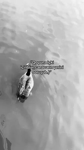 İçkidən gələn cəsatər qusana qədərdir.)