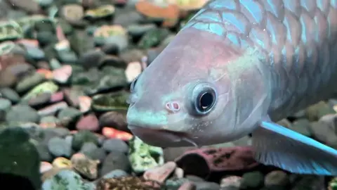 #biotopeaquarium #bluemahseer #minuongngoclam #casuoi #hocacongnghemoi 