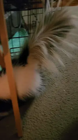 silly skunk 🦨  #skunk #petskunk #fyp #skunksoftiktok 