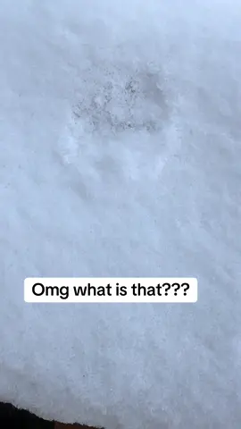 Something weird was in the snow… 