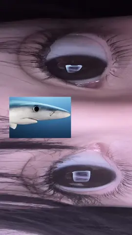 Осознайте... Настоящие глаза...  LOLZ  #глаза #gorfsupremacy #scallopnation 