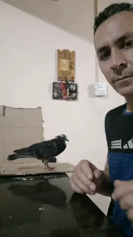 mi amigo @Ivan Paez crio de bb a esta hermosa paloma... la encontró chiquita después de una gran tormenta, un aparato, no se quiere ir y es tremenda.... 💞
