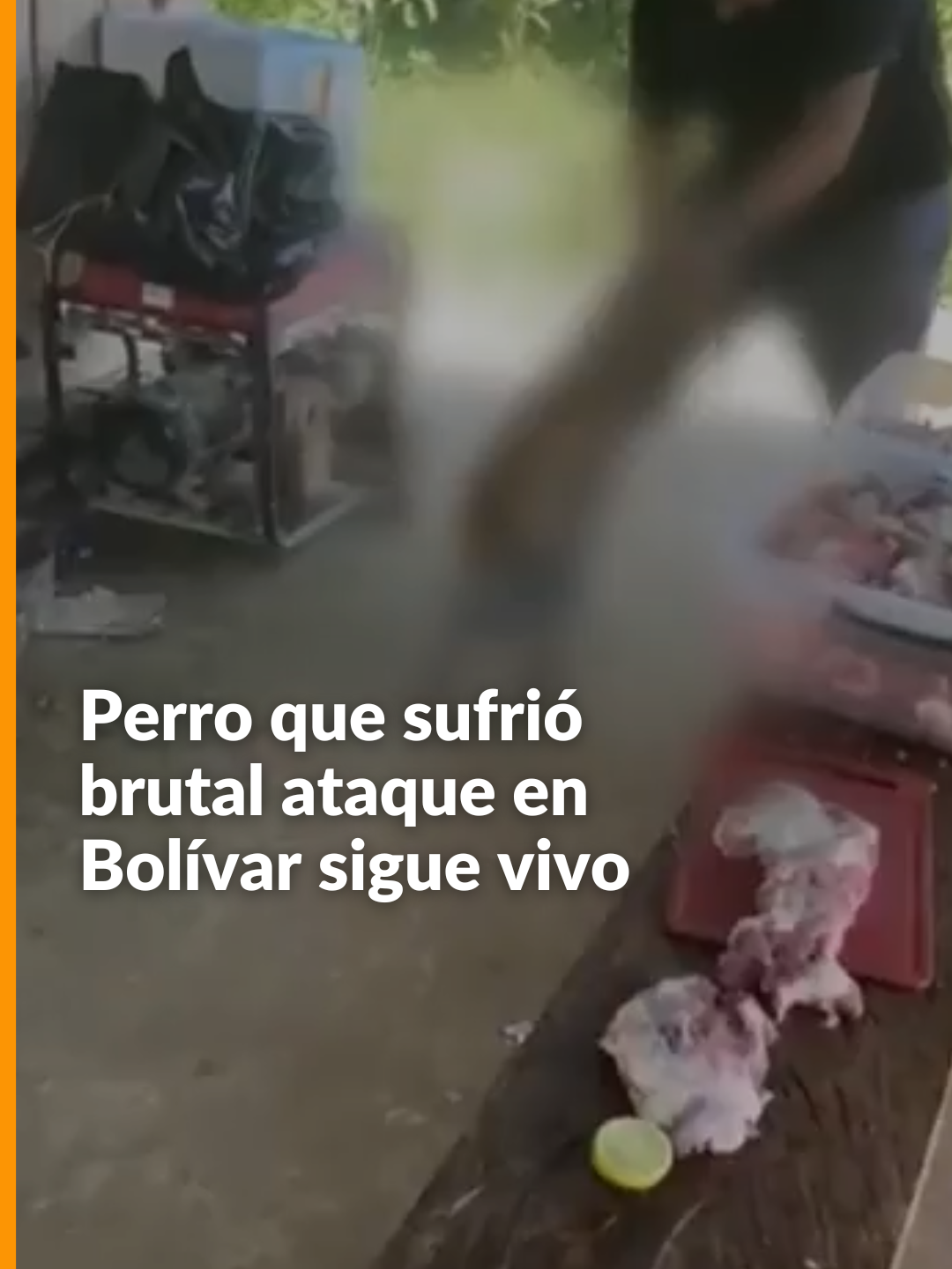 Continúa la consternación tras el cruel ataque de un hombre a un perrito en el municipio de Montecristo, Bolívar. Una inspección forense de la Universidad Remington en Medellín confirmó que el canino, de dos años, sorprendentemente sigue vivo y sería el mismo que el presunto agresor dio a las autoridades cuando se entregó en Antioquia.    Siga la señal de Noticias Caracol En Vivo en noticiascaracol.com