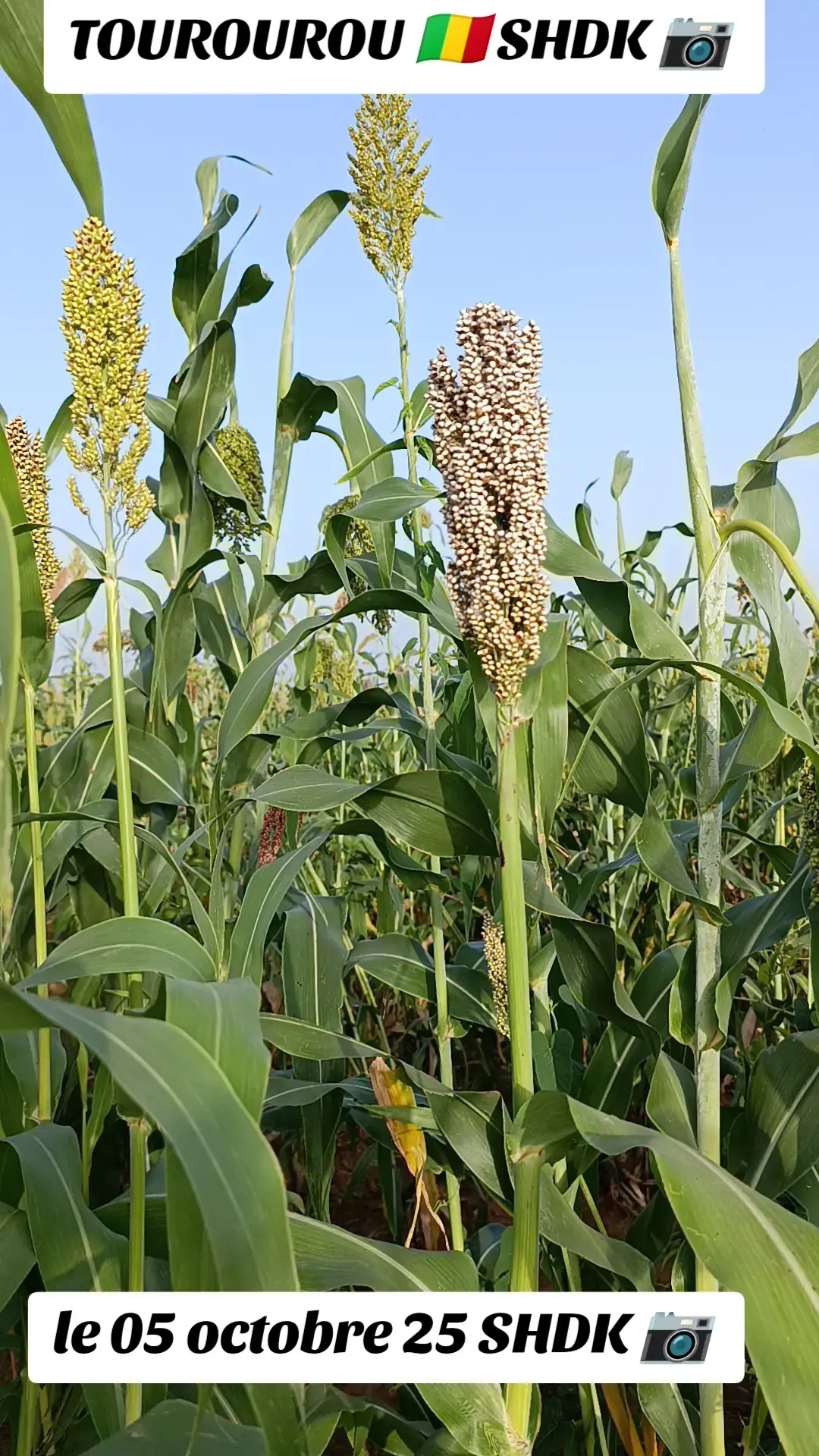 la beauté de nos champs du village 