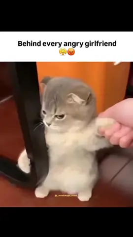 SO TRUE😂😂😂😂 #couplegoals #viral #treanding #Love #catsoftiktok 