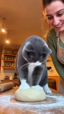 Cat vs girls so funny video 😅😅😅😅😅 #funny #usa🇺🇸 #viral #waleed_mdz #funnycat 