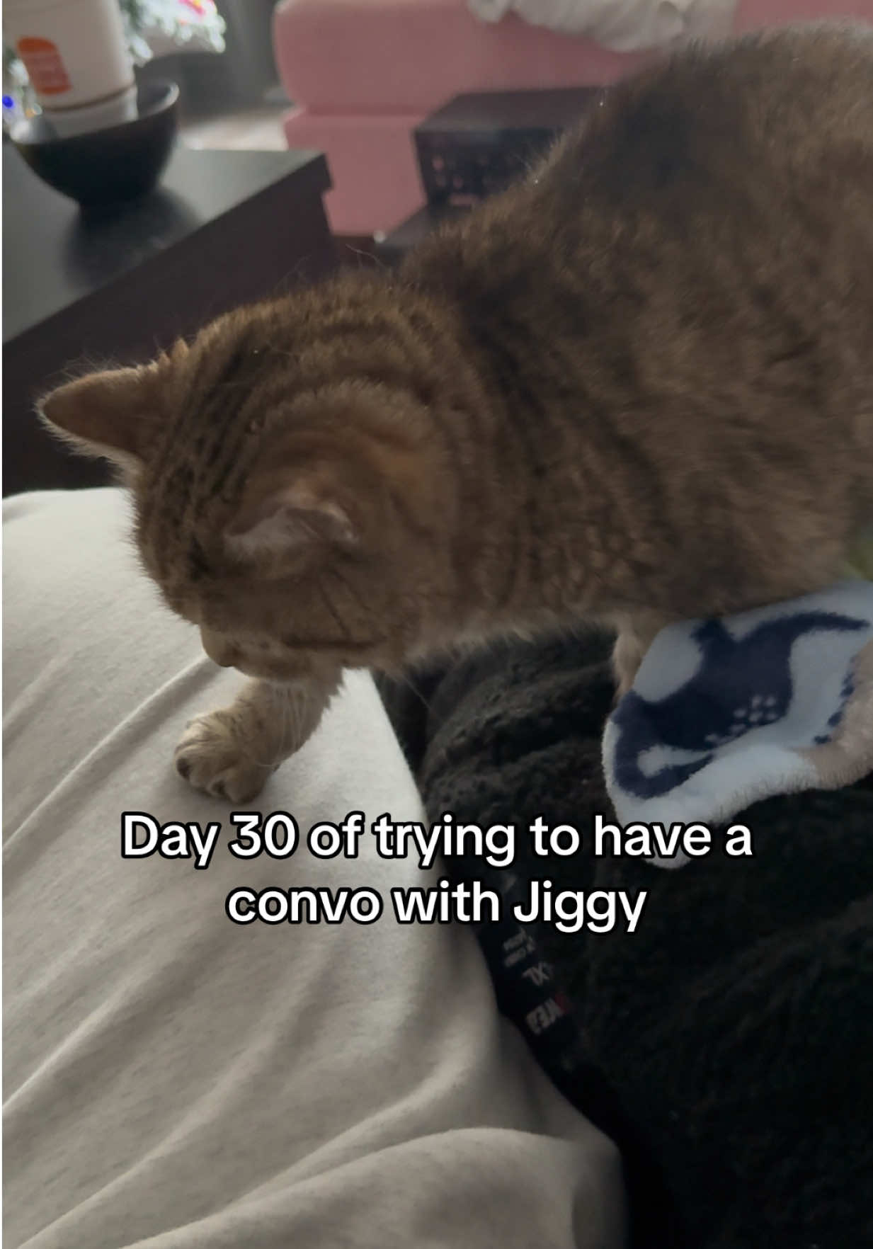 I’m a jungle gym for this tiny feline ☠️ #jiggysmalls #dwarfcat #jiggycat #fyp 
