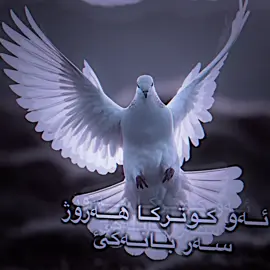 😍🕊️#foryou #sahr_fm #شعب_الصيني_ماله_حل😂😂 #torkia🇹🇷 #torofamily 