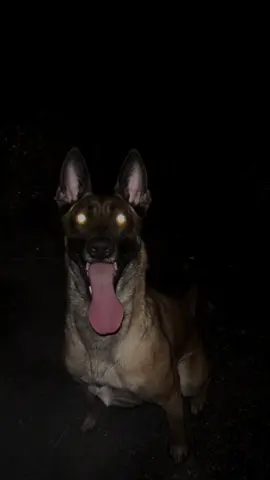 #malinois #viral #DogTraining 