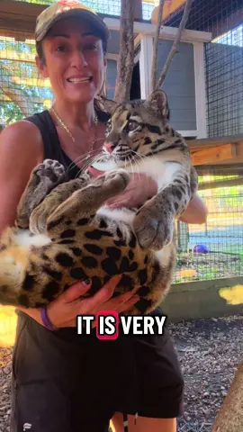 Episode 1 of spotted and jobless 🤣#animalhumanbond #ProtectWildlife #xtremeexoticswildlifefoundation #zookeeper #cloudedleopard 