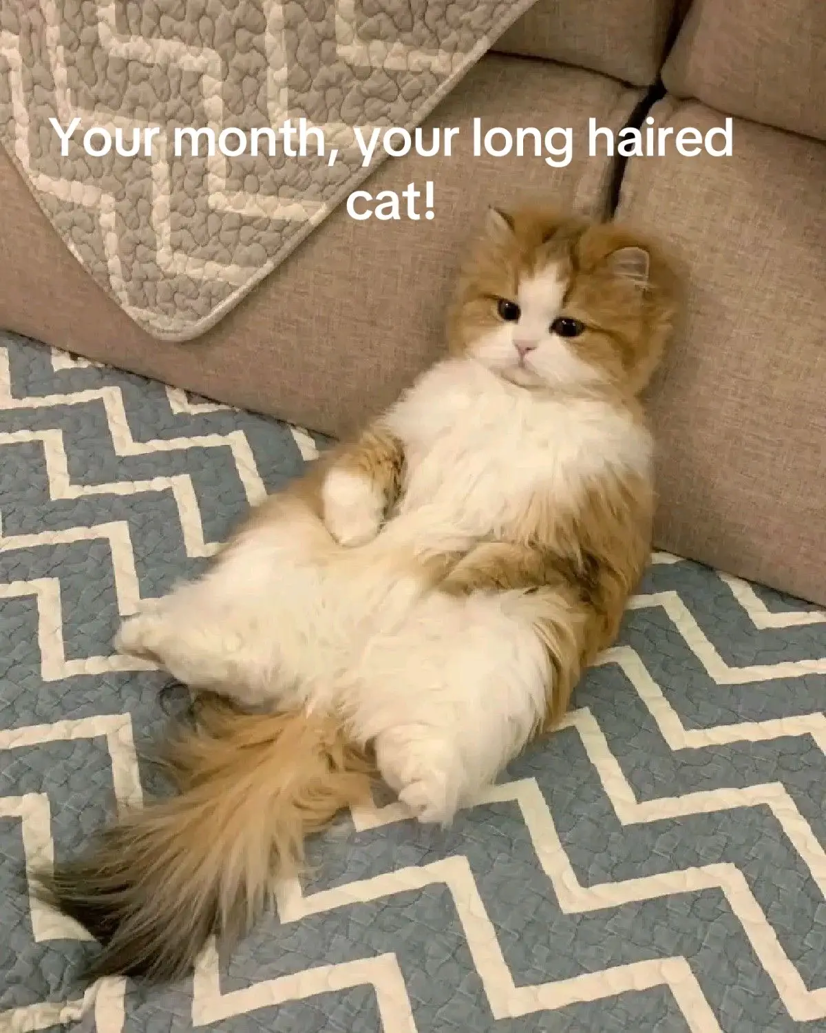 #cat #catsoktiktok #fyp #foryoupage #foryou 