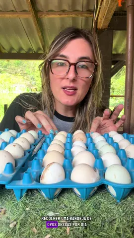 Meu segredo pra recolher mais ovos de galinha 
