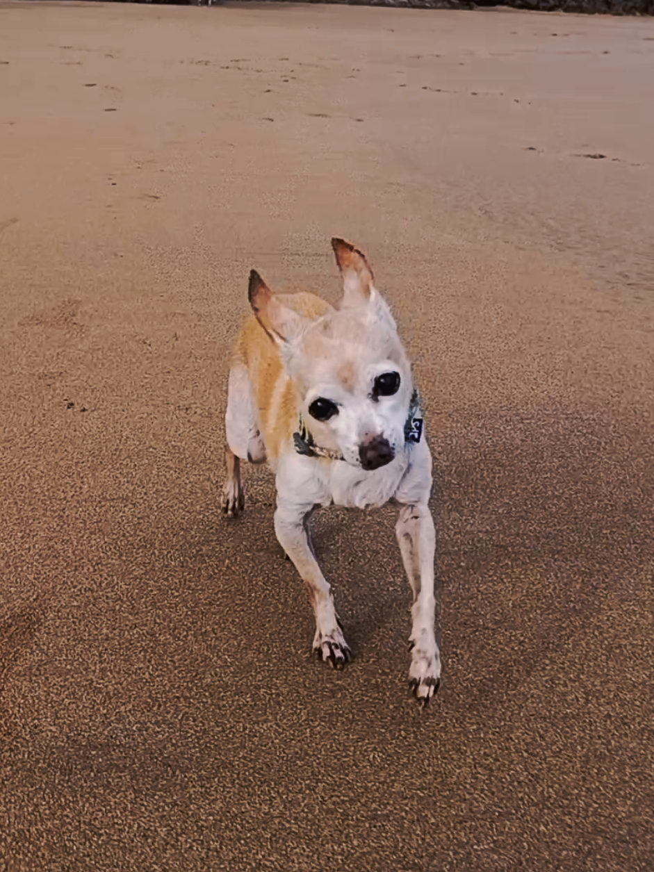 No hay trofeo más grande que seguir caminando 14 años después.🐶❤️ #chihuahua #beach #perrito #beachdog 
