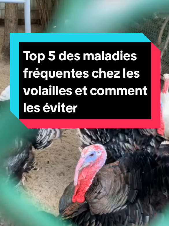 Top 5 des maladies fréquentes chez les volailles (poulet, cailles, canards, dindons,pintades....) #elevage #pourtoi  #aviculture #volaille #coryza 