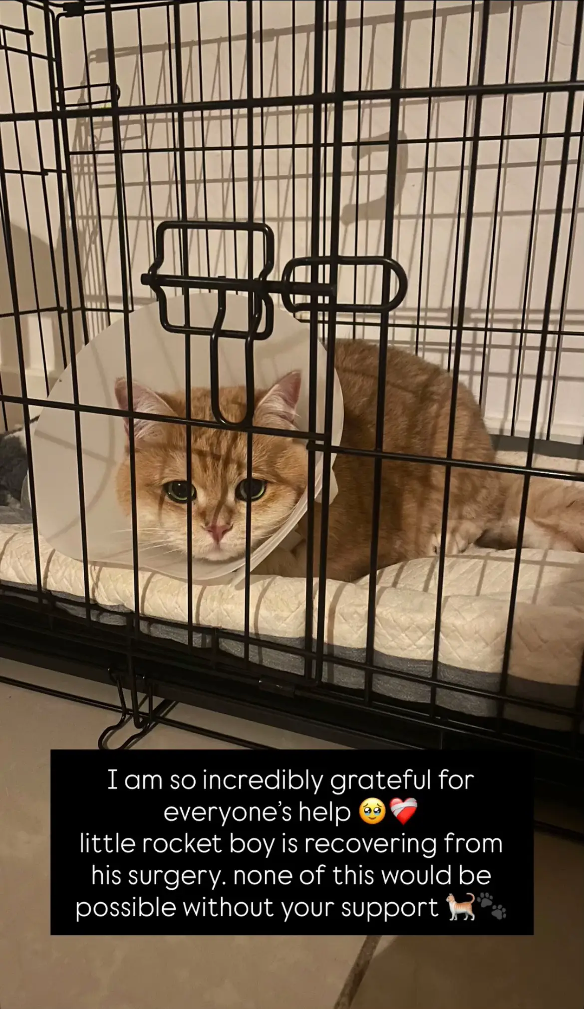 Words cannot describe how relieved I am that Yoshi’s surgery went well. I was genuinely terrified yesterday that he wouldn’t make it through the night… I wish I could give a big hug to every person that helped Yoshi on his journey. I never thought he would ever have to go through something like this and the past week has genuinely been one of (if not the) most stressful of my life. We have 34% of his vet care covered, and I truly mean it when I say none of this would be possible without your support. Please continue boosting the content to make sure the rest of the treatment goes smoothly. Thank you all from the bottom of my heart ❤️🐾 -Yoshi’s mama Paypal: @CatalinaVesca Go fund me: gofund.me/week.mean.seat #fyp #help #savecats #catsoftiktok #saveanimals 
