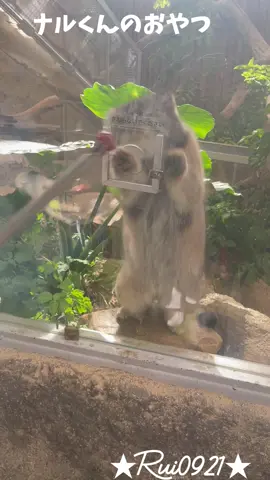 マヌルネコのナルくんのおやつ。 那須どうぶつ王国のナゴムくんの父親です。 #マヌルネコのナルくん #Nar #Pallasscat #神戸どうぶつ王国 #kobeanimalkingdom 