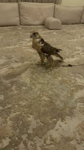 البيت بيته ماشاءالله 😂❤️❤️.#حر 