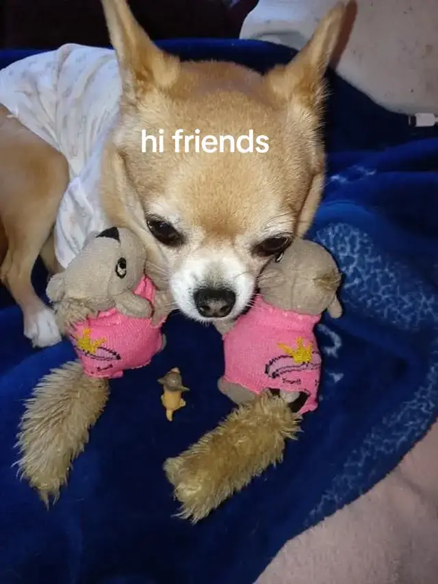 Good evening. My nephew got married today. What an exciting day.  We hope your week started as happy as ours. See you in the morning with a Live Morning Show to start the day. Take care of you. Enjoy your evening and have sweet nice night.   Goodnight and sweet dreams.  Bye for now.  Love, hugs, & kisses from your Maine family.😁🤗🫶💛 ✍️Darcie Mae  👑🐶🐾Princess Foxy Lady of Peablyville, Maine  🐿🐿Annie and Natalie 