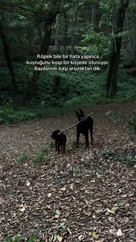 #rottweiler #rottweilerpuppy #doberman #fyp #fypシ゚ 