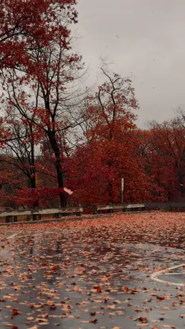 🍁🍂 #fall #autumn #autumnaesthetic 