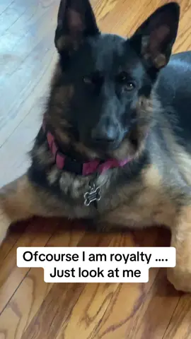 #germanshepherd #gsd #royalty