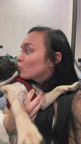 He loves me I promise #fyp #foryou #trending #pug 