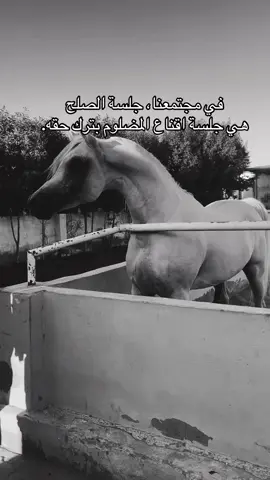 #خيل_وخياله🐎 #اقتباسات #viral #fyp #اكسبلورexplore 