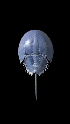 i love horseshoe crabs #fossils #horseshoe #crab #marinelife #ceramics 