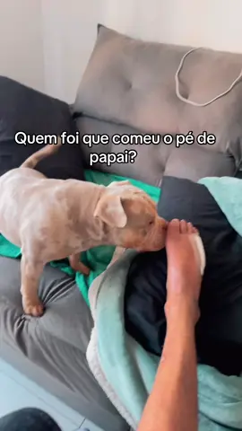 Hahahahaahahhahaha #humor #cachorro #pe #viral #americanbullyofficial 