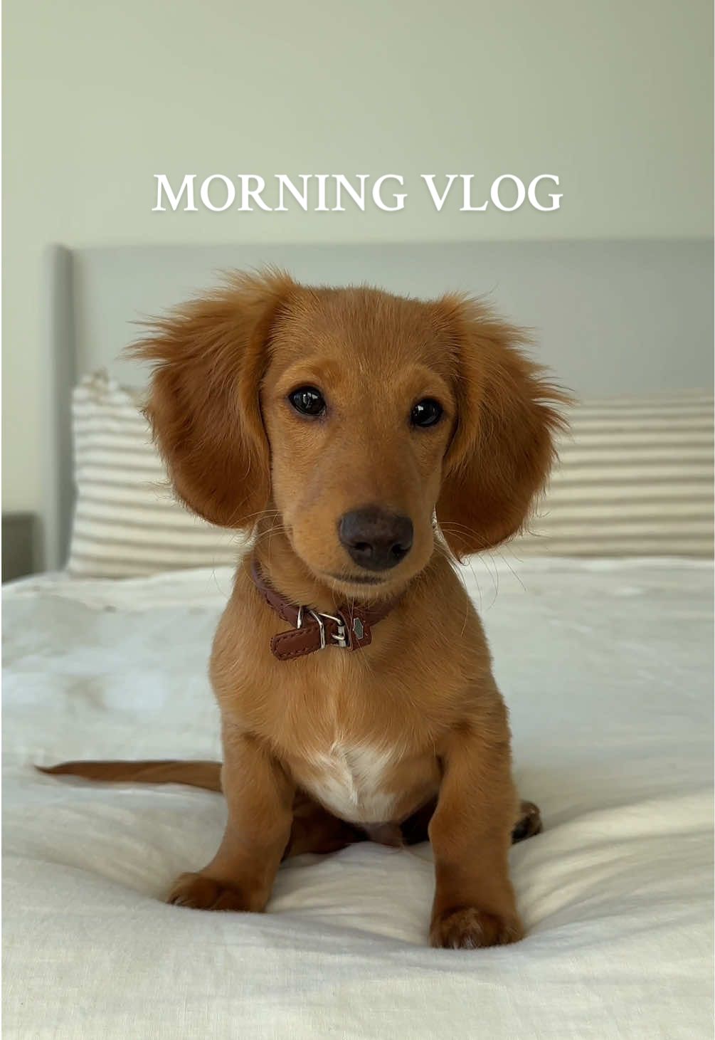 he’s been LOVING his walks 💛🐾 @Jolly Ollie 