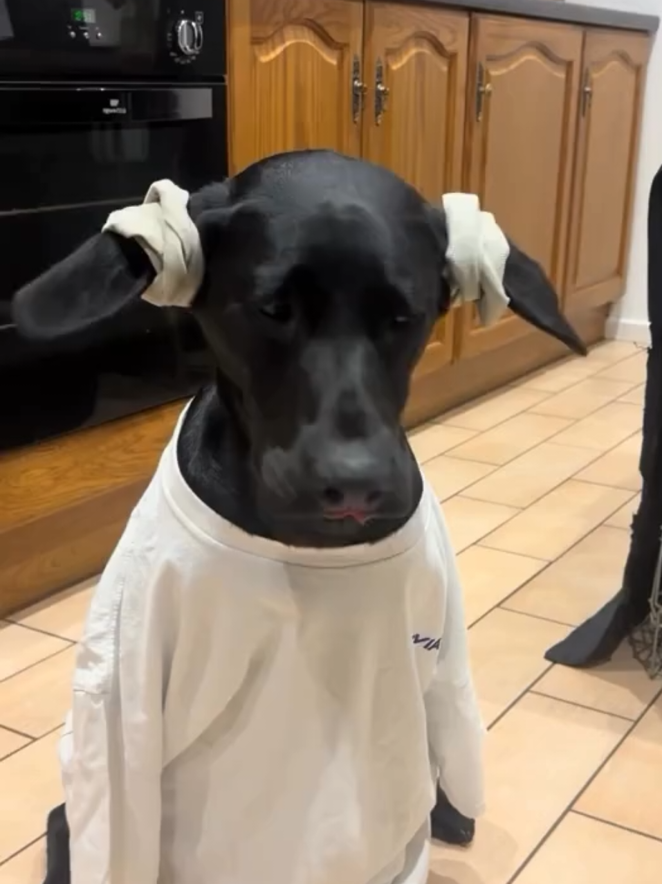 con sen làm vậy mà nó nghĩ là đẹp gái đó, chiến này mấy anh chóa trên tóp tóp chạy mất dép, khỏi có bạn trai luôn 😮‍💨 #chó #chóhàihước #chó_cưng #dog 