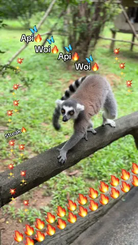 Api Woi Api🔥🔥🔥🔥🦋🦋🦋💥💥💥 #GreenCreator #VinWonders #dulich #vinpearlsafariphuquoc #chuoi 