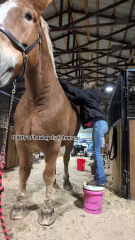 y'all the struggle is real. || edit1 he's 18.3 hh btw! #drafthorses #big #horses #fyp #viral 