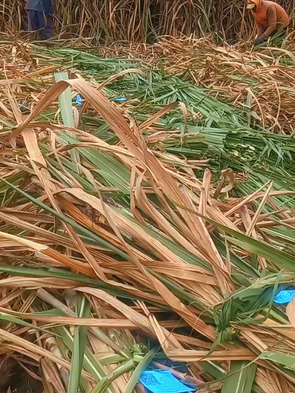 Benih Tebu Bersertifikat dan Berlabel untuk Bongkar Ratoon #penyuluhpertanian 