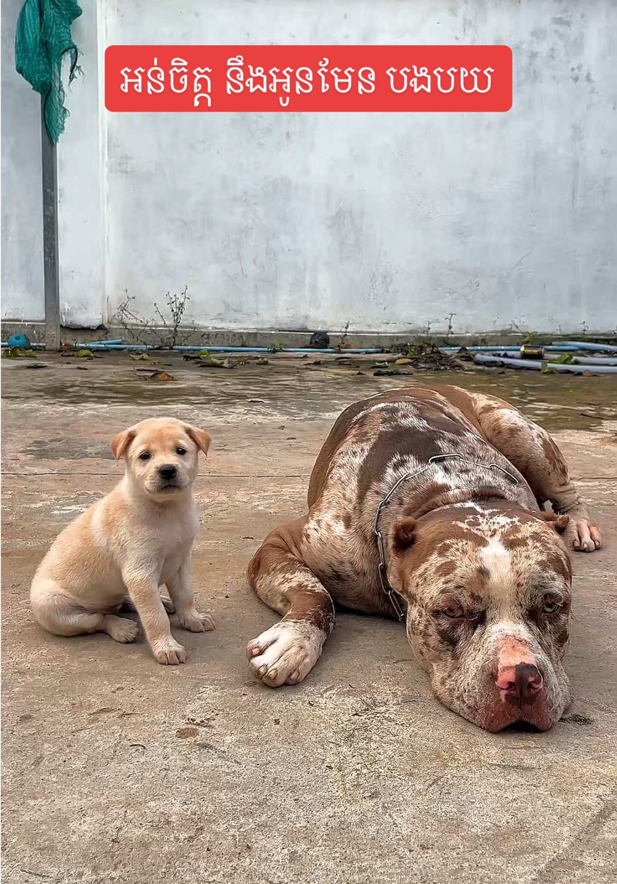 វត្តី​ នឹង​ បង​ មិនដែរ​ ទំនេរ​ ទេ​ 