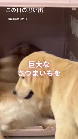 #ゴールデンレトリバー  #犬のいる生活  #犬のいる暮らし 