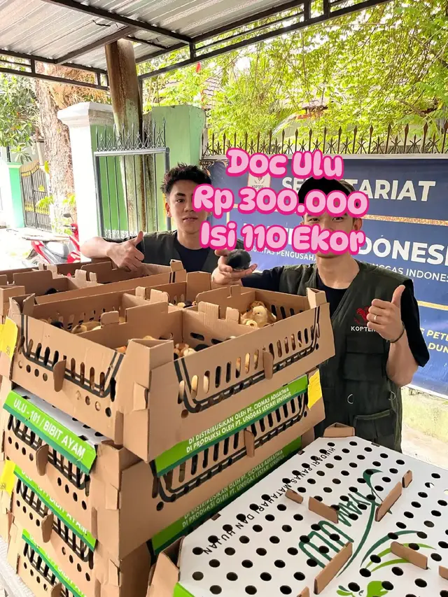*READY BIBIT MITRA UNGGAS* *DOC AYAM & PUYUH* DOC Ayam 'Joper' *Rp 300.000* DOC Ayam Kampung *Rp.300.000* DOC Ayam Broiler` *Rp.300.000* DOC Ayam 'Petelur` *Rp.300.000* DOC Ayam Kub1&Kub2' *Rp.300.000 DOC Ayam 'Arab' *Rp.300.000* DOC Ayam Bangkok' *Rp.300.000* *Burung* 'Puyuh *Rp.300.000* DOD BEBEK & ENTOK -DOD Bebek `Mojosari` *Rp.300.000* DOD Bebek 'Petelur` *Rp.300.000* DOD Bebek 'Peking F1' *Rp.300.000* DOD Bebek 'Hibrida' *Rp.300.000* DOE Entok 'Manila`  *Rp.300.000* DOE Entok 'Rambon' *Rp.300.000* DOE Entok 'Kapur' *Rp.300.000* Yuk di order sebelum kehabisan stok.!!! PROMO Setiap Pembelian [2-BOX] Dapat BONUS Pakan 1 Sak 50kg HARGA/BOX Rp300.000 ISI/BOX(110 EKOR) *Melayani pengiriman keseluruh wilayah *FREE/GRATIS ONGKIR* #peternak #viral #fyp #vt #trending 