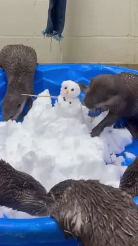 ❄️ Snow Cute! ❄️ Otter pups first snow day! Ripple, Puddles, Splash and Scuttle experienced their first snow today!