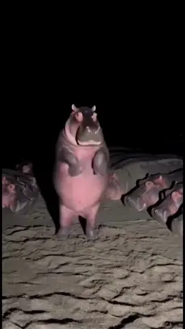 AI has officially turned the animal kingdom into a dance floor. Thanks to OpenAI’s Sora 2, the internet is going wild over hyper-realistic clips of a hippo, raccoon, penguin, zebra, and dog breaking it down in a full-on dance battle spinning, moonwalking, and showing off their best moves in perfect rhythm. What started as a funny idea has become a viral showcase of how far AI video generation has come. Sora 2 can now recreate lifelike animal motion, cinematic lighting, and synchronized choreography, all from a single text prompt. The result looks so real you might actually believe animals have their own dance competitions now. It’s hilarious, epic, and ridiculously entertaining all at once. Who won the dance-off? 👀💬 Join the fastest-growing AI community on TikTok @longliveai #ai #sora #animals #dance #viral 