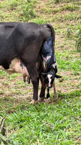 Sou muito grato por conseguir acompanhar essa perfeição de Deus, forca Estrela 🙏🏼🤩