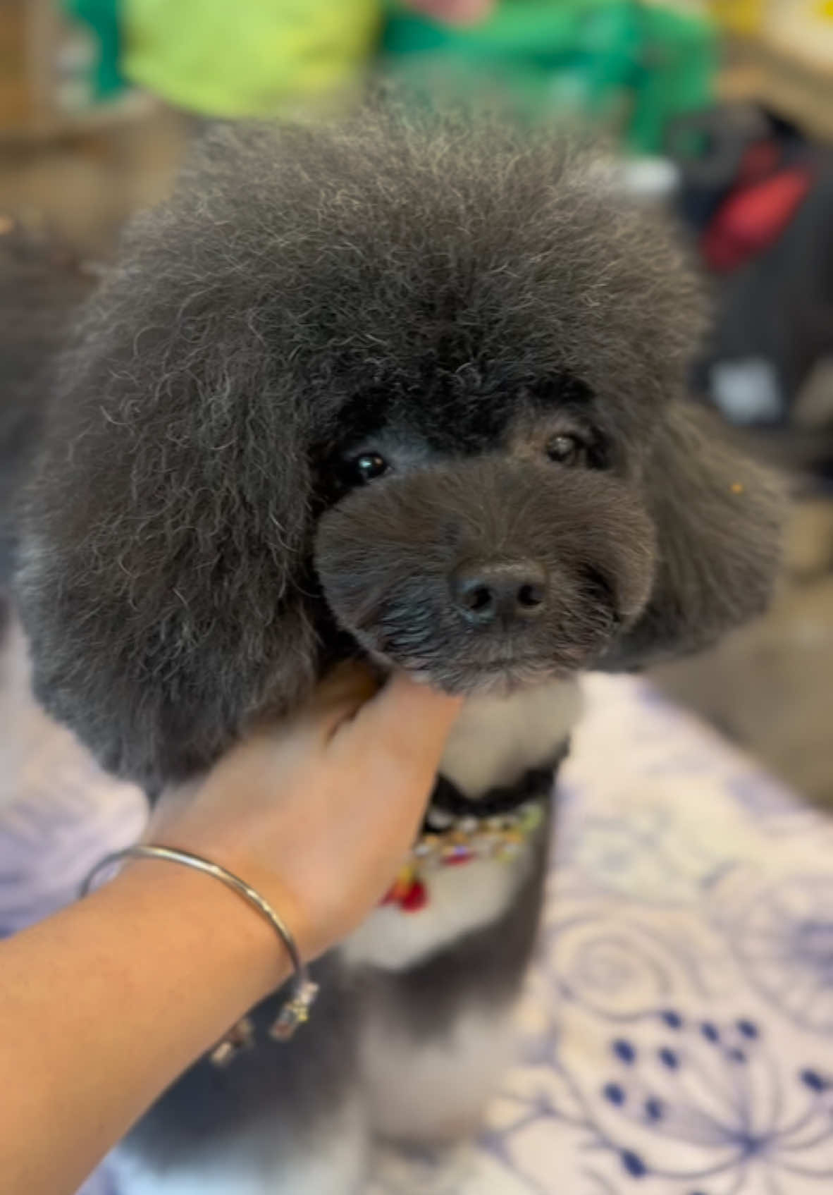 Locul 1 la categoria Asian Style într-o clasă numeroasă de 15 participanți talentați. ❤️ #bijoupet #cutedogs #poodle #asianstyle #asianstylegrooming #romeogrooming 