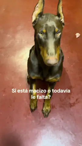 Recién tiene 5 meses #fyp #doberman 