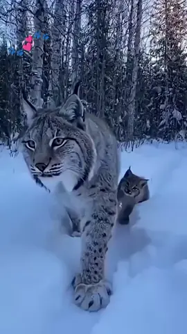 #ejemplares preciosos de lince ibérico.. una especie potegida  que desde 2010 han incrementado su población por distintos lugares de la geografía española hasta los 3000 ...cuando apenas hace 15 años solo contaba con 150 linces ibéricos🙏✌️💞🐾#Love animales#follow✌️ #videoking095 
