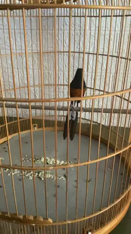 Trước khi tắm đấu nhẹ.